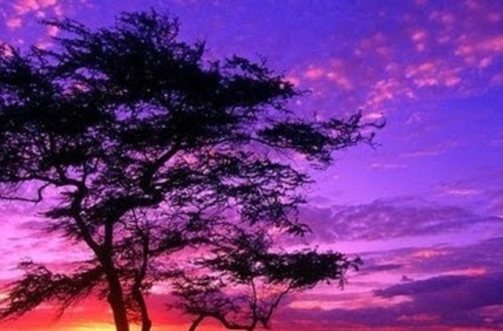 Meet your Posher, Tierney